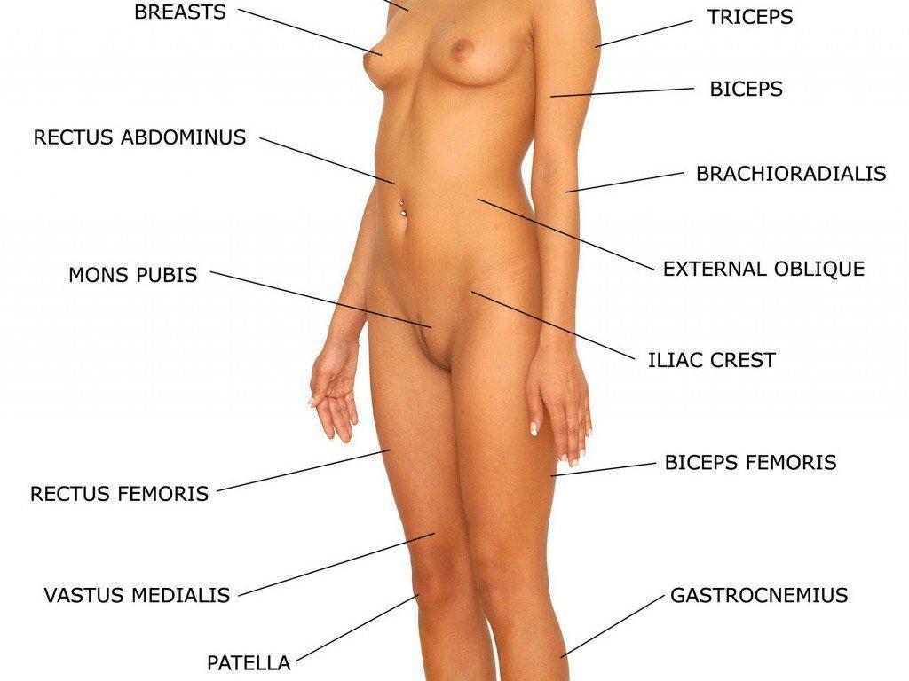 best of Anatomy female