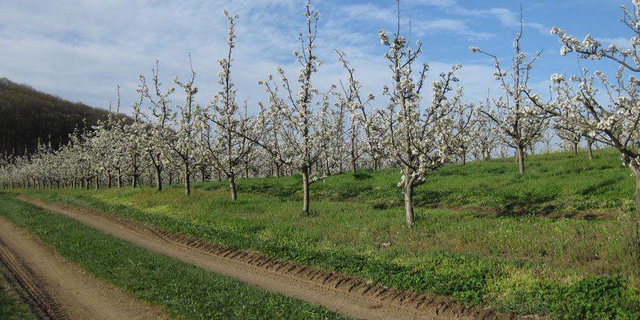 Snappie reccomend Asian pear fruit trees pennsylvania nursery