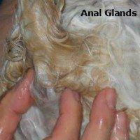 Ace reccomend Anal glands stink