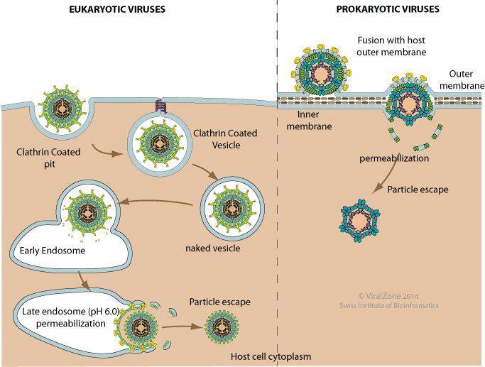 Penetration of virus