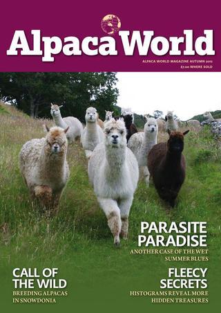 Epididymal sperm freezing in alpacas