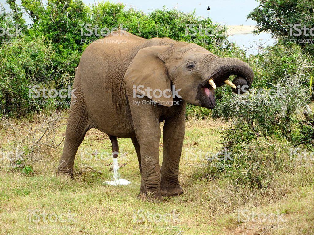 Elephant list peeing 