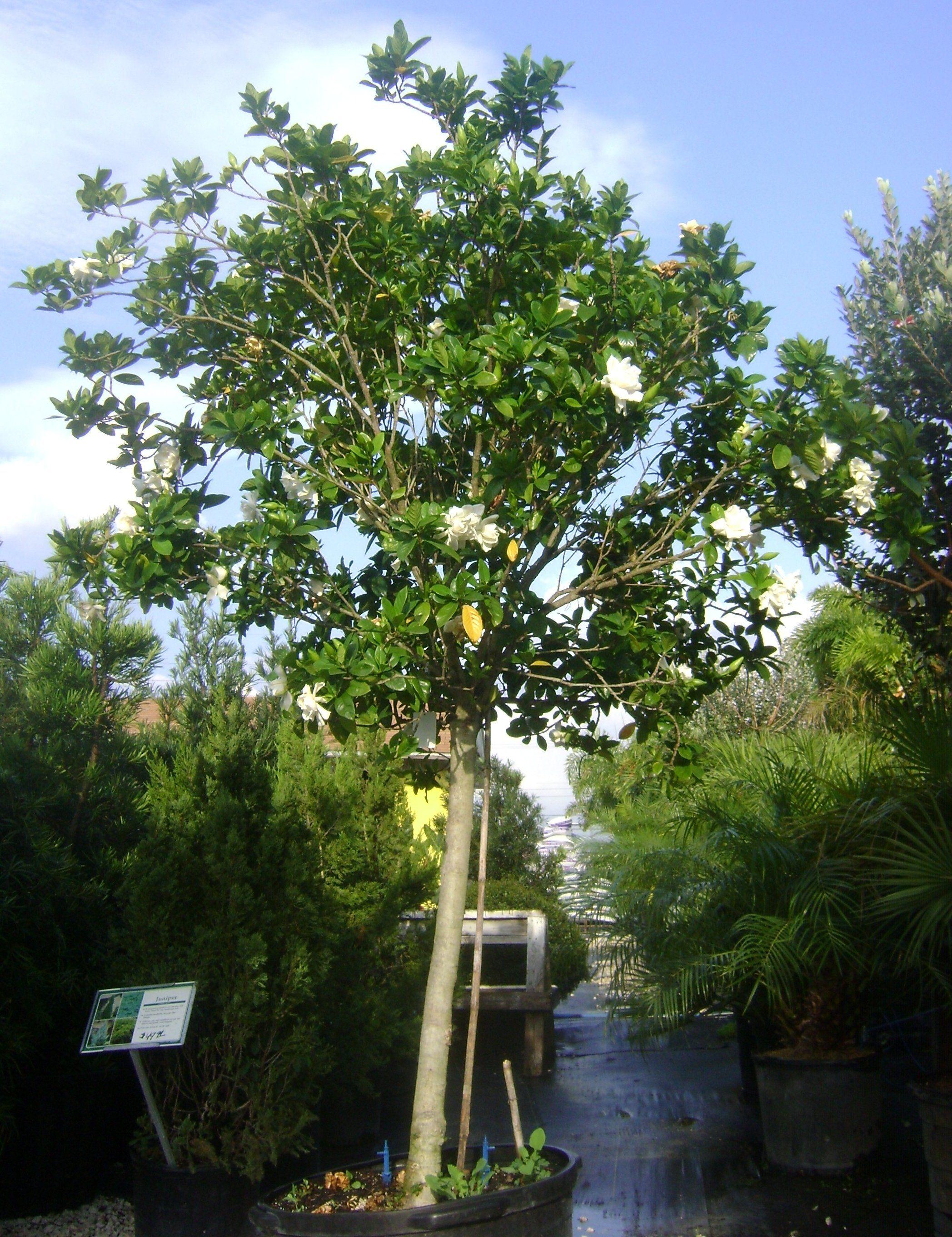 best of Mature Gardenia height tree