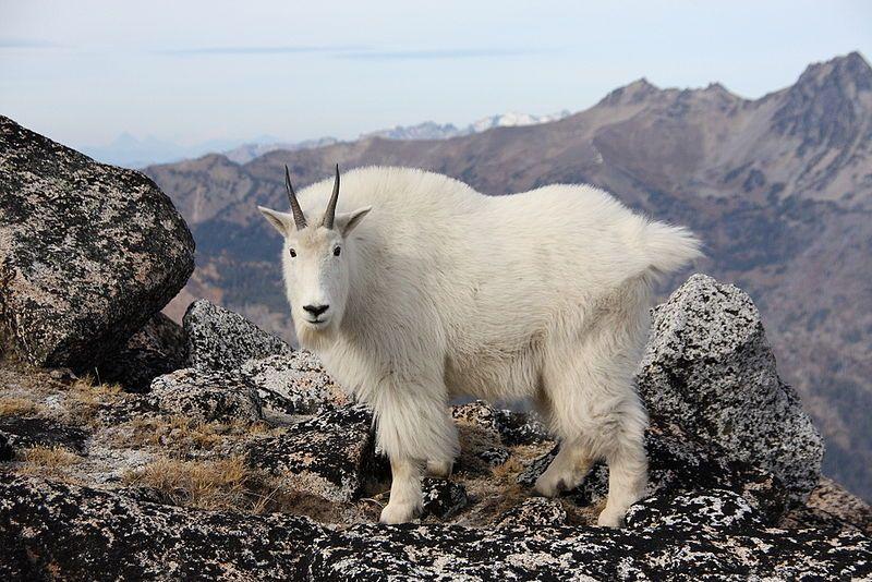 Asian mountain goat