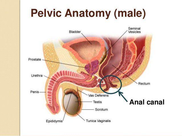 Male anal picture