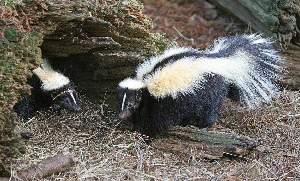 best of Food for source Striped winter skunk