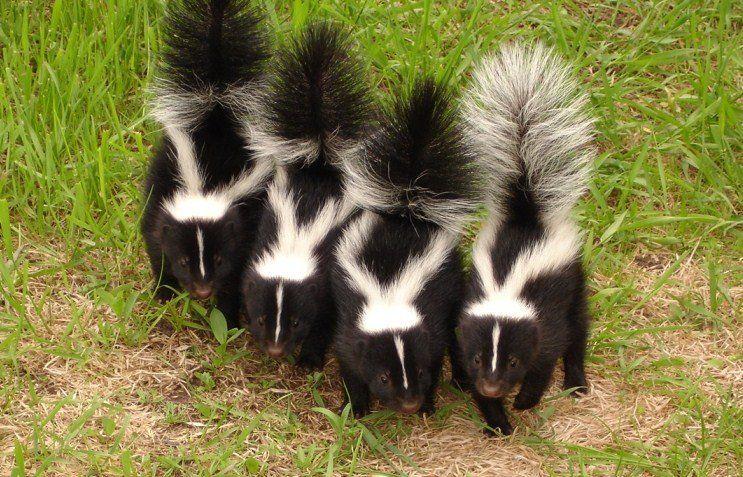 Striped skunk winter source for food