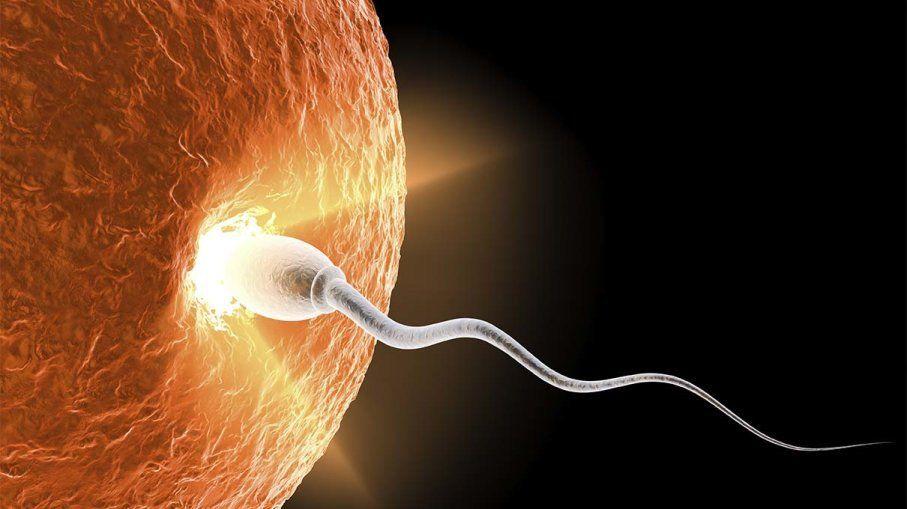 How long sperm fertilize egg