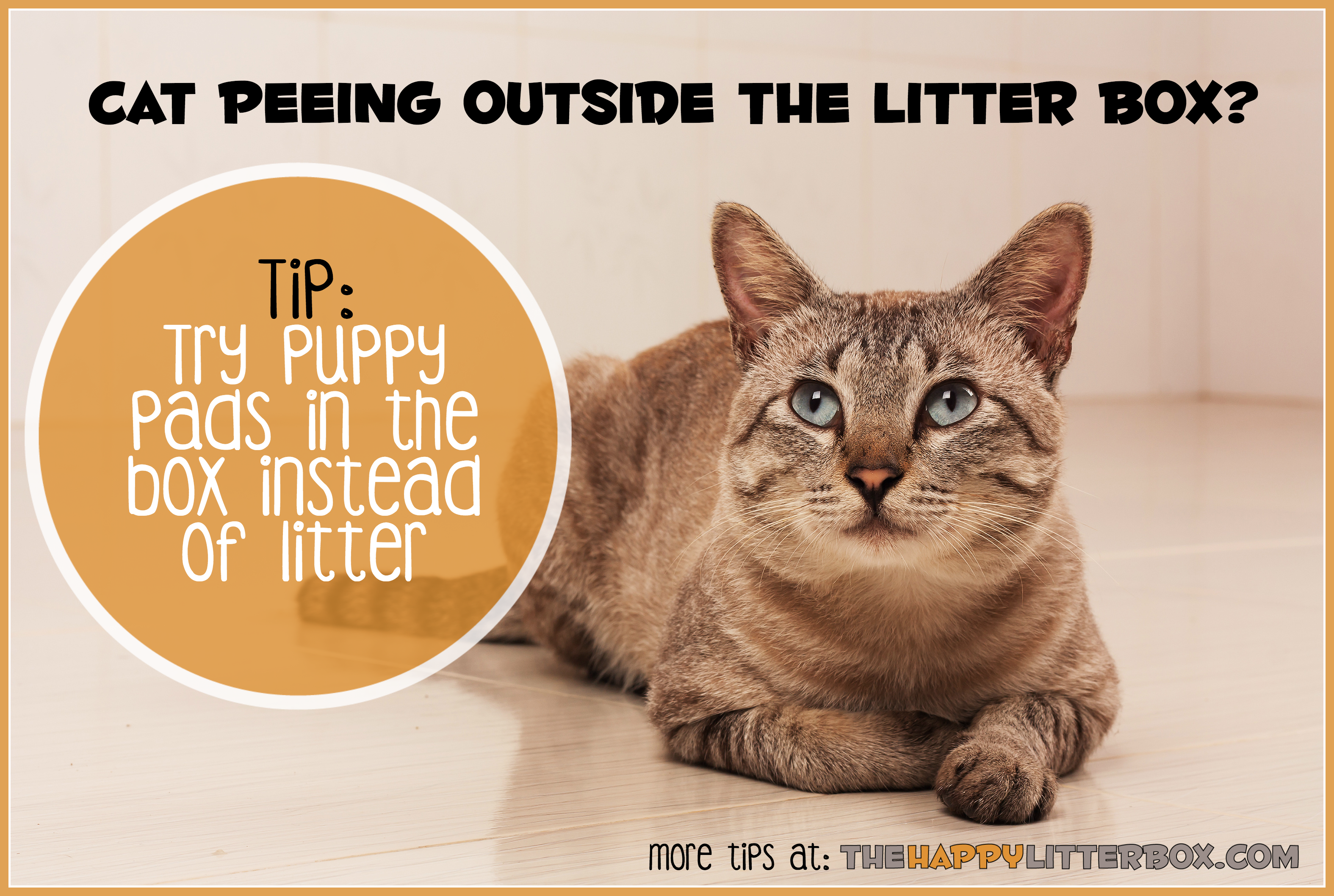Cats peeing other than kitty litter box