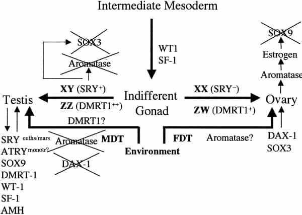 King K. reccomend Sexual differentiation in fish