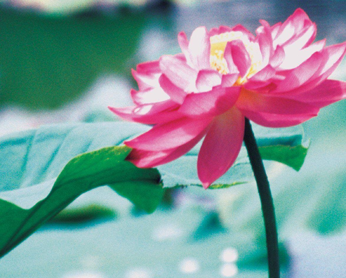 Field G. reccomend Asian lotus folklore