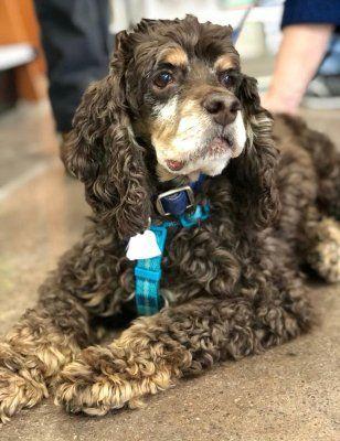 Paws reccomend Knoxville adult cocker spaniel free