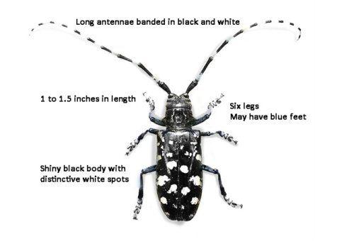 Undertaker reccomend Asian longhorned beetle + reproduction