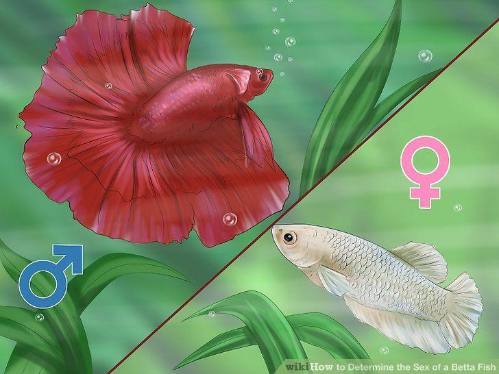 How do i determine the sex of my betta fish