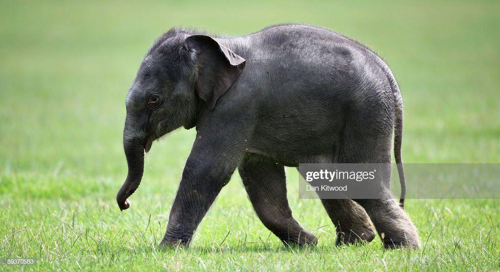 ATV reccomend Asian baby elephants