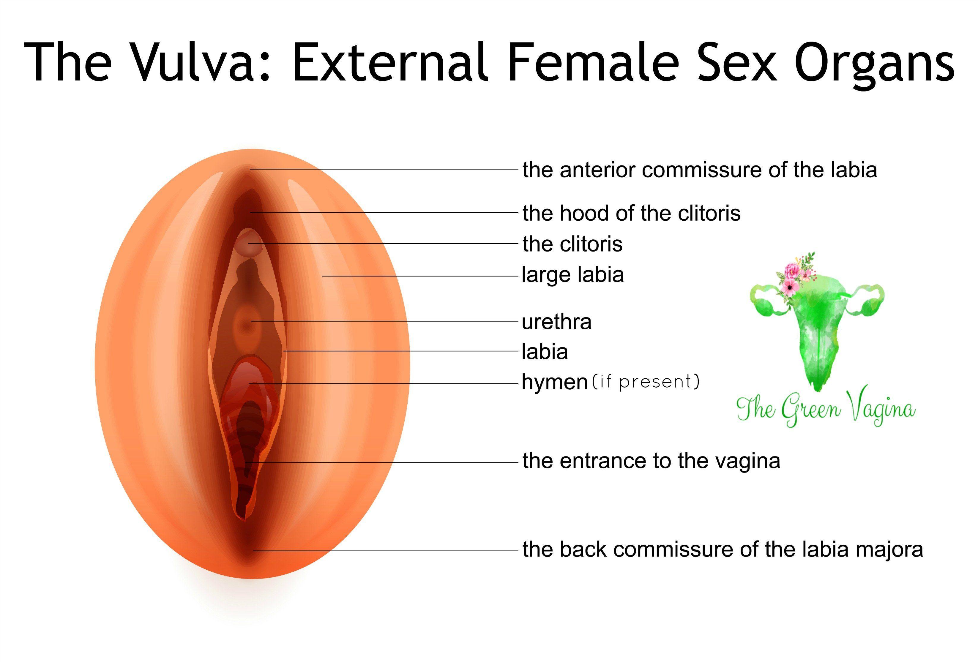 Vulva image 