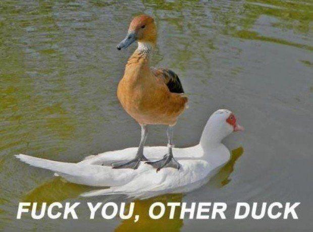 For a fucked up duck