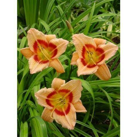 Daylily deep red throat