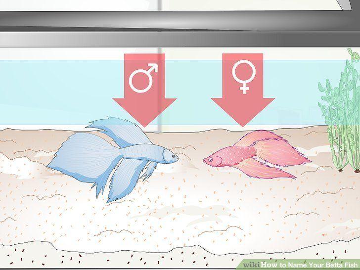 best of Betta the How of i fish my do sex determine