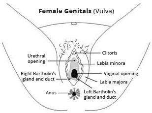 best of Anus and Large lump between vagina