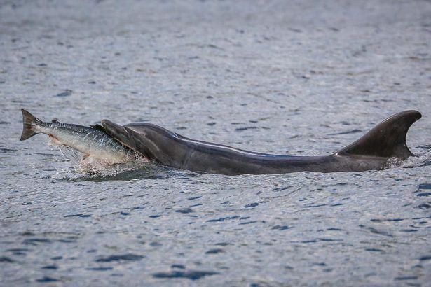 Striped dolphins eating fish
