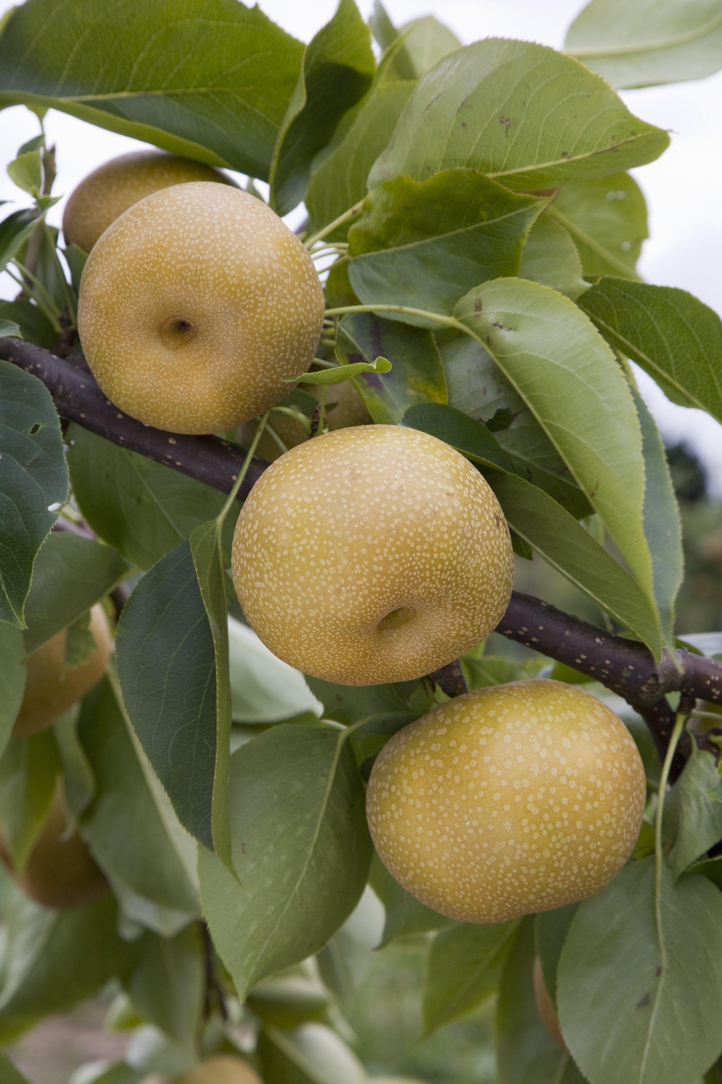 Renegade reccomend Asian pear fruit trees pennsylvania nursery