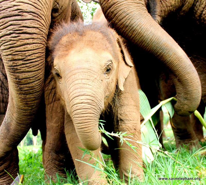 Choco reccomend Asian baby elephants