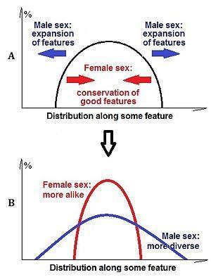 Female bisexual evolution