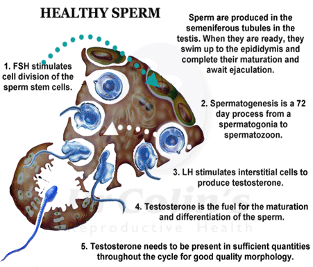 best of In sperm Testosterone