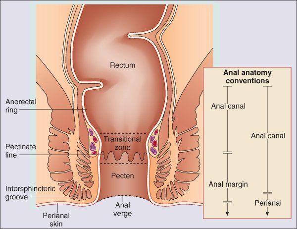 Proximal to anus