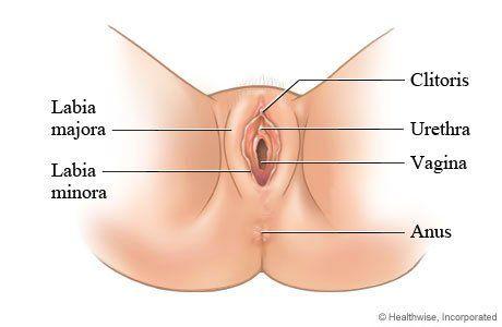 best of Clitoris pic Medical