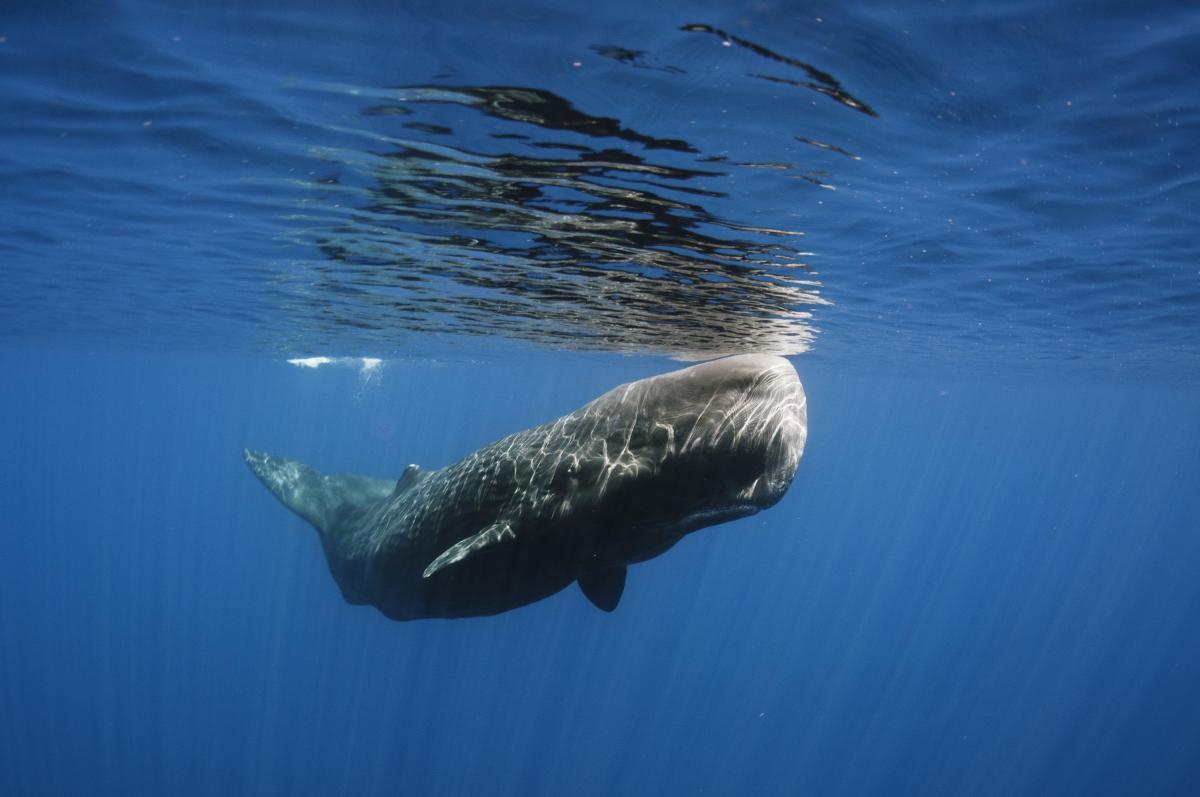 Stretch reccomend Sperm whaling resources