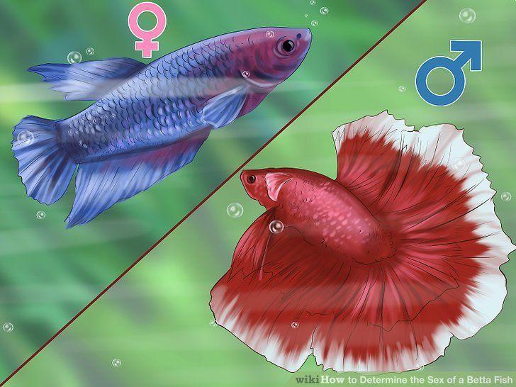 How do i determine the sex of my betta fish