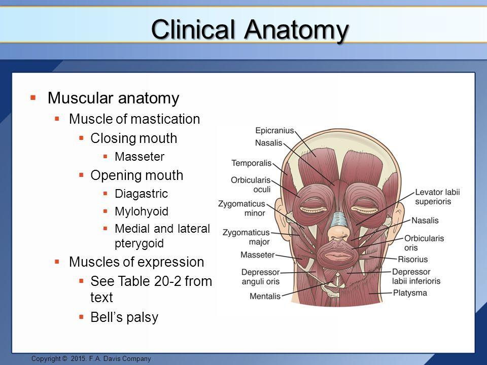 best of Of facial anamtomy muscles Clinical