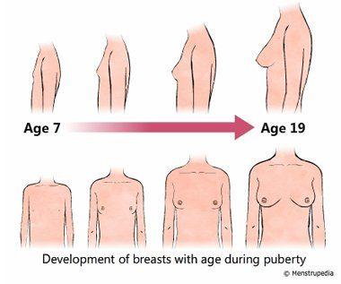 puberty budding breasts 
