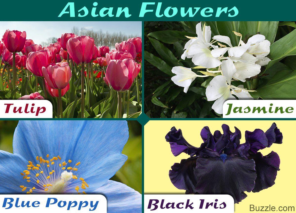 best of Black speaded by rose Asian out