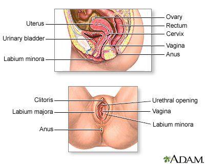 best of Anus and Large lump between vagina