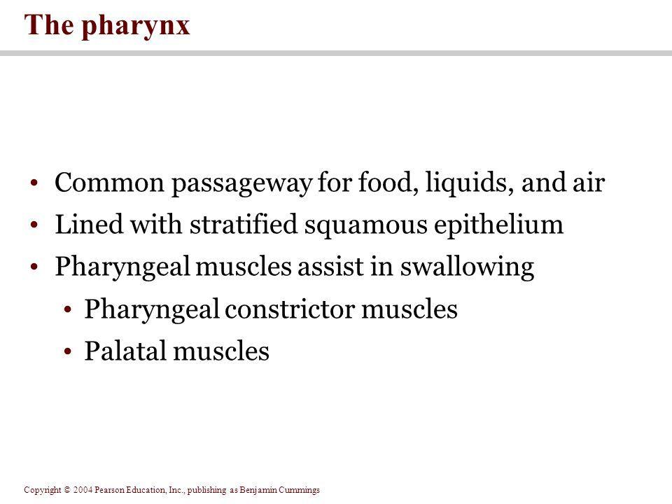 best of Pharynx penetrate Seven that passageways