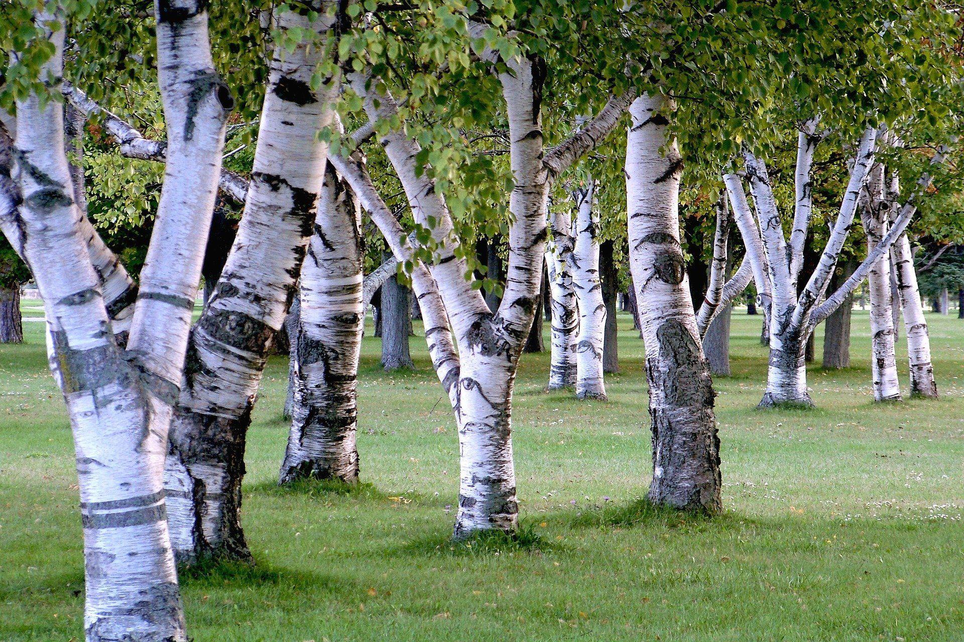 Swinger of birch trees