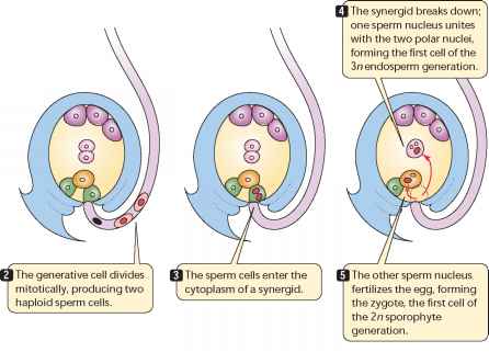 best of Of the angiosperm sperm an by is The formed