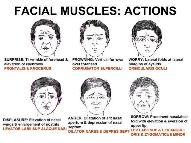 CatвЂ™s E. reccomend Clinical anamtomy of facial muscles