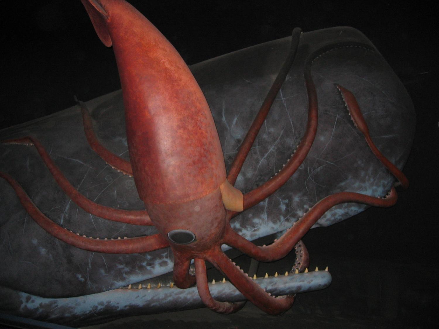 Discovery sperm whale squid