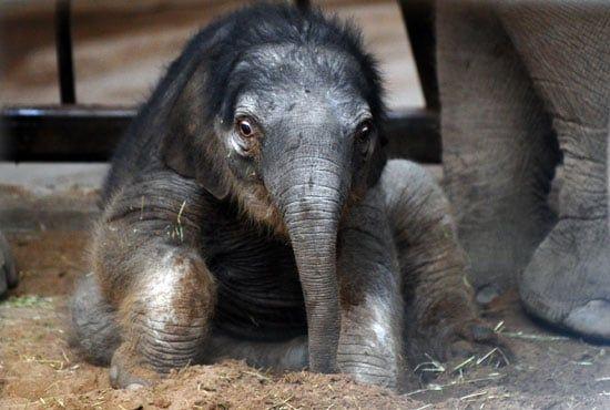 best of Baby elephants Asian