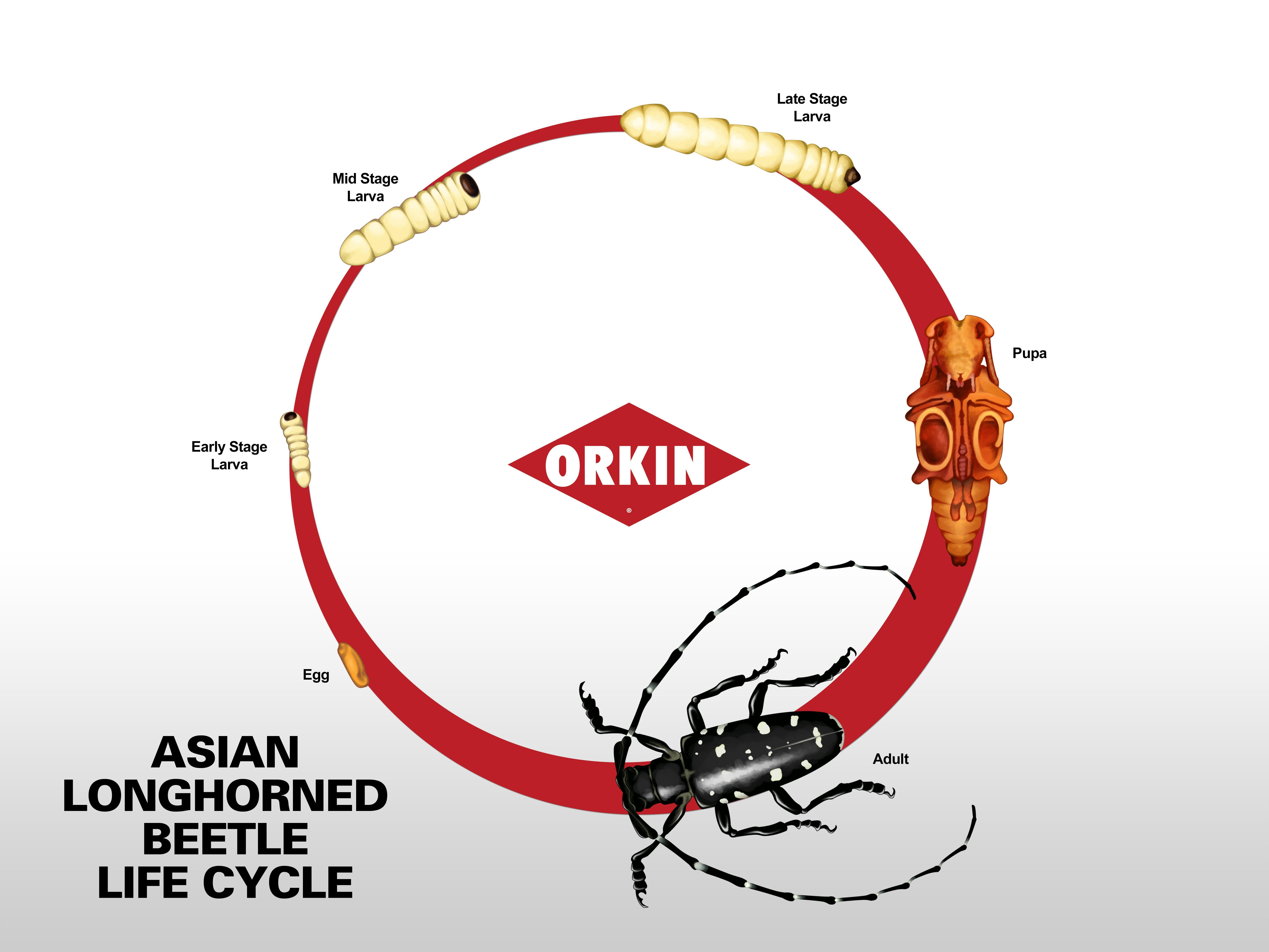 Quest reccomend Asian longhorned beetle + reproduction