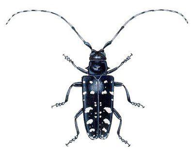 Asian longhorned beetle + reproduction