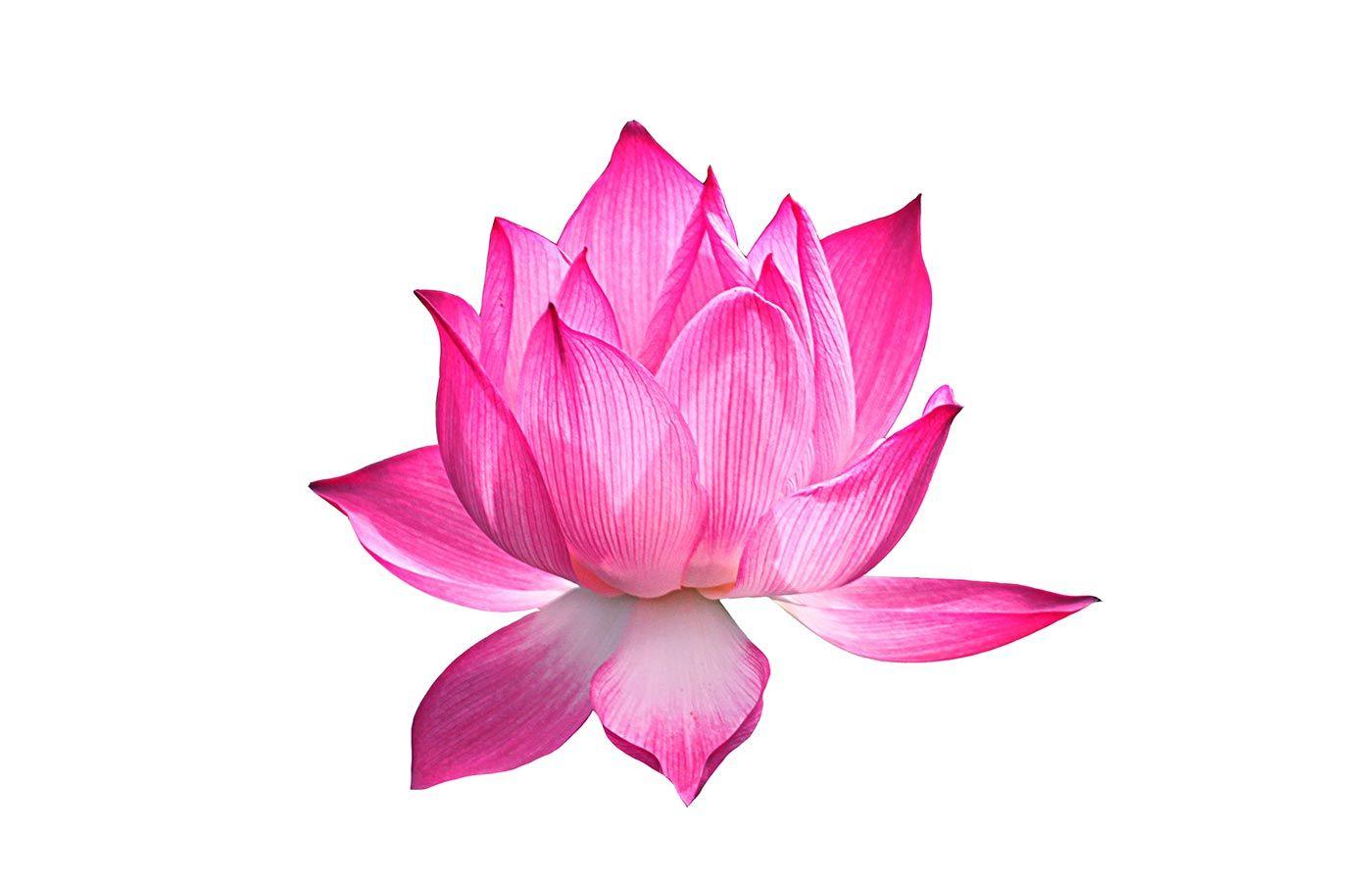 Uhura reccomend Asian lotus folklore