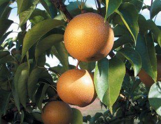 Prada reccomend Asian pear fruit trees pennsylvania nursery