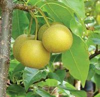 Asian pear horticulture