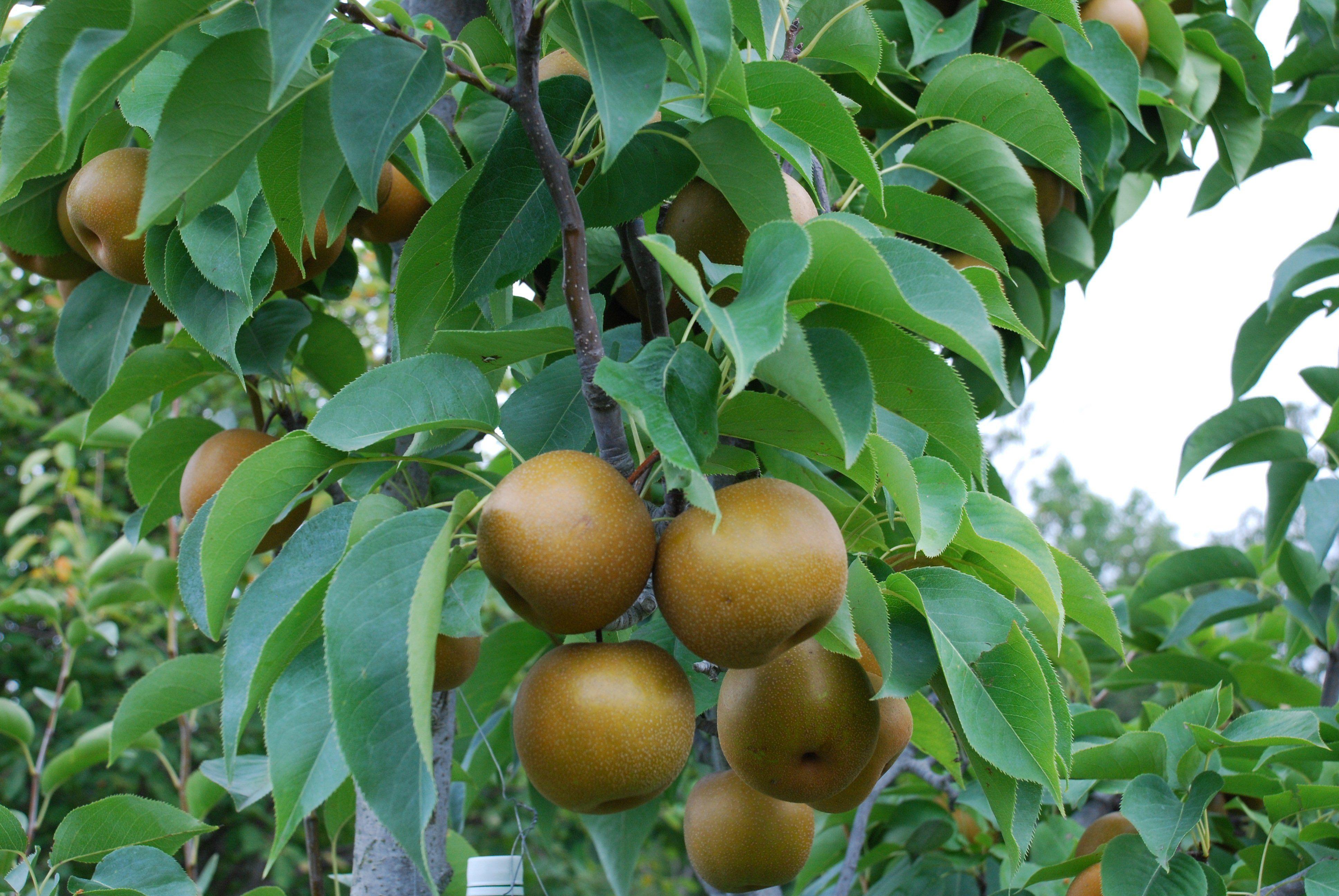 Asian pear horticulture
