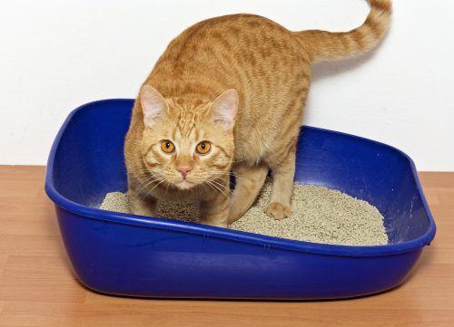 Budweiser reccomend Cats peeing other than kitty litter box